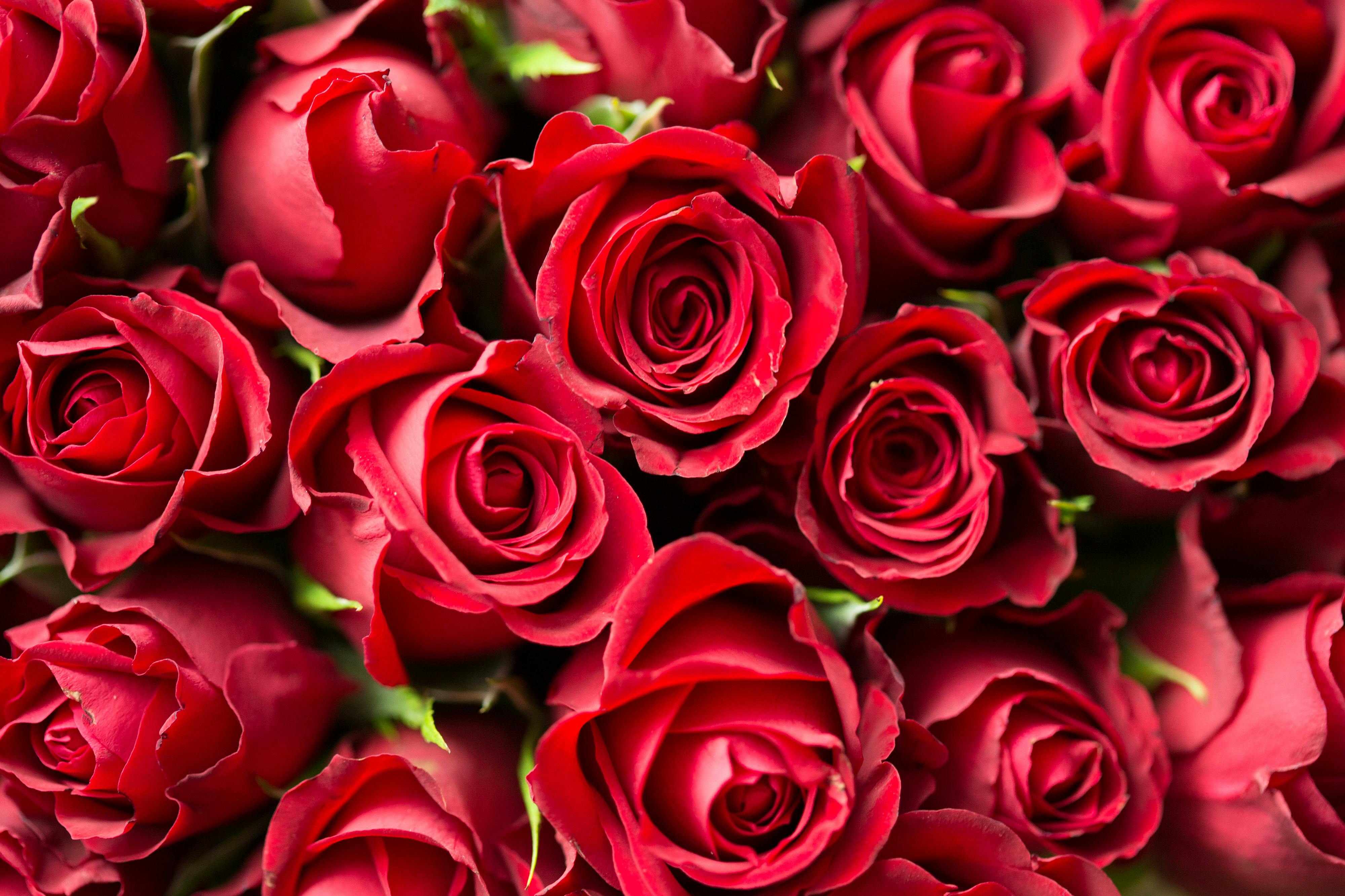 1756689355842131.jpg pexels-picjumbo-com-55570-196664.jpg